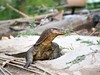 Malajsie - ještěr (Dreamstime)